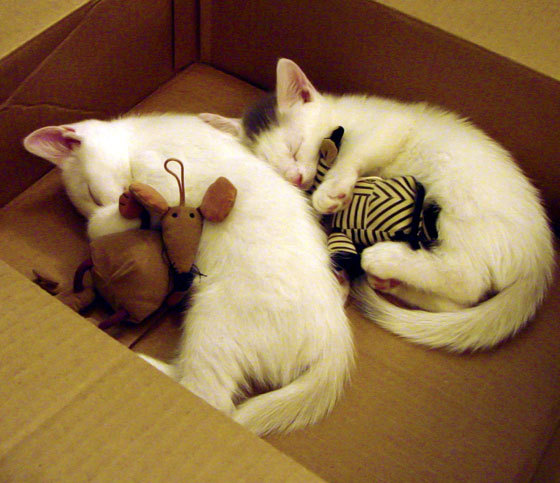 中国三人女篮加强快攻训练 提升得分效率，中国三人女篮规则