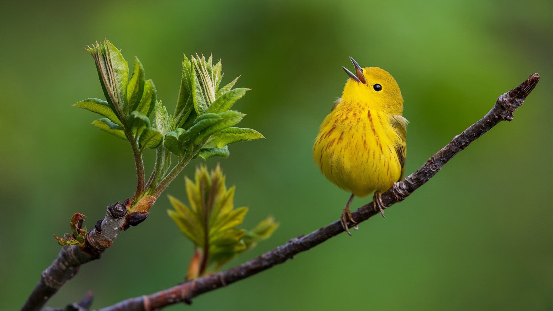 中国女篮提升高位压迫防守效果，中国女篮的高度